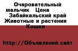 Очаровательный мальчик › Цена ­ 5 000 - Забайкальский край Животные и растения » Кошки   